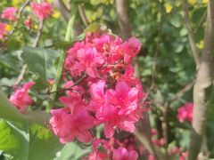 -南汇桃花村