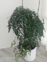 -HEYAN荷妍专业脱毛连锁机构