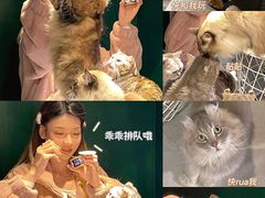 -猫儿山۰猫主题餐厅