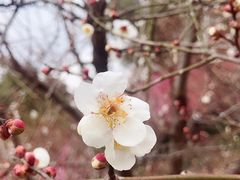-香雪海