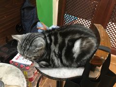 -李小姐の猫咖啡馆(五角场店)