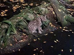 -夜间野生动物园