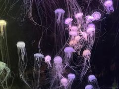 -欢乐海岸海洋奇梦馆