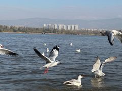 -西昌邛海湿地