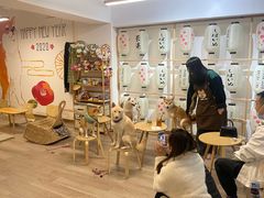 -柴迷FANS CLUB·柴犬狗咖·猫咖