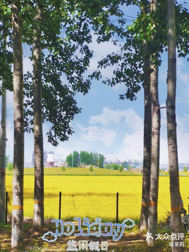 楼台村的油菜花都开好了