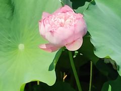 -荷塘月色湿地公园·向阳花洲
