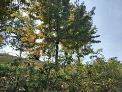 -中国移动南方基地