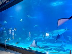 -烟台海昌鲸鲨海洋公园