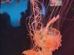 -太平洋海底世界