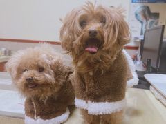 -艾贝尔宠物医院·狂犬免疫点(江山金象城店)