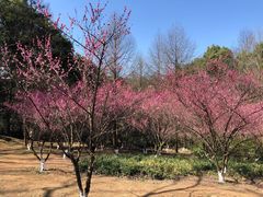 -杭州植物园