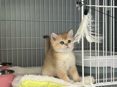 -翊宠yipet猫狗购宠庄园犬舍•猫舍