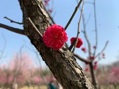 -蜀冈西峰生态公园