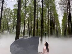 -黄海国家森林公园