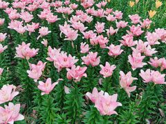 -长春公园(普阳街道)