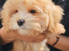 -翊宠yipet猫狗购宠庄园犬舍•猫舍