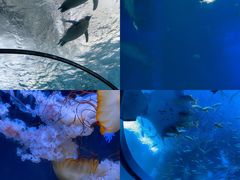 -珠海长隆海洋王国