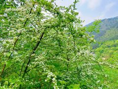 -缙云山景区