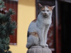 -西园戒幢律寺