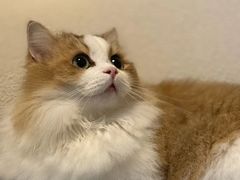 -Bastet sally猫舍购宠(静安店)
