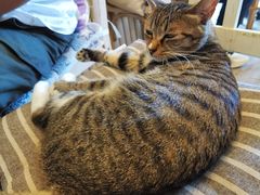 -海边的猫和咖啡馆