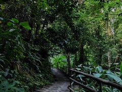 -西双版纳原始森林公园