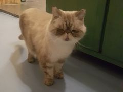 -猫色咖啡·猫咖
