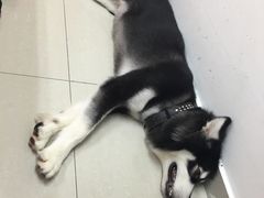 -宠宠熊宠物美容(星湖街店)