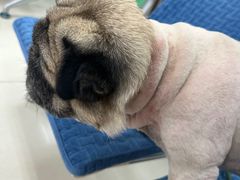 -利又安动物医院··老年病·猫科犬科·中兽医