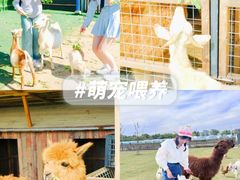 -栖露营camping·天幕烧烤·团建拓展·采摘营地