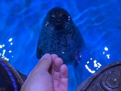 -海合安青岛极地海洋公园