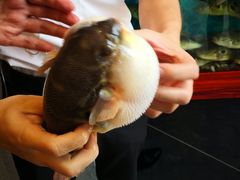 -肆月河豚·新淮扬(金融街店)