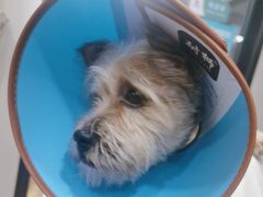 -瑞派宠物医院·犬猫全科·猫友好(宾水西道店)