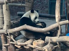-黔灵山公园