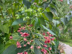 -上海佘山国家森林公园天马山园