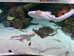 -迪拜水族馆及水下动物园