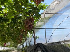 -金谷域澳洲庄园