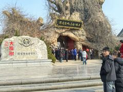 -大槐树寻根祭祖园