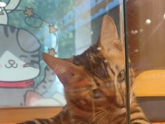 -欣宠猫屋·矮脚拿破仑·蓝金金渐层