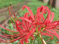 -黄海国家森林公园