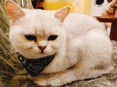 -猫色咖啡·猫咖