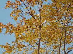 -田园东方蜜桃村的田野营地