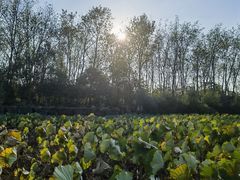 -合肥滨湖国家森林公园