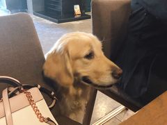 -百好乐宠物友好餐厅(朝外大街店)