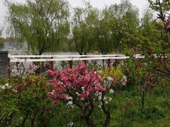 -南汇水蜜桃采摘(大团店)