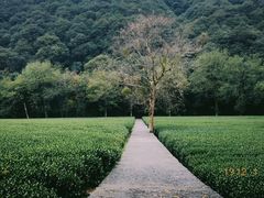 -云栖竹径