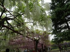 -嘉定紫藤园