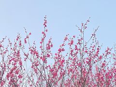 -杭州植物园