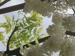 -嘉定紫藤园